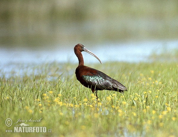 Sichler (Plegadis falcinellus)