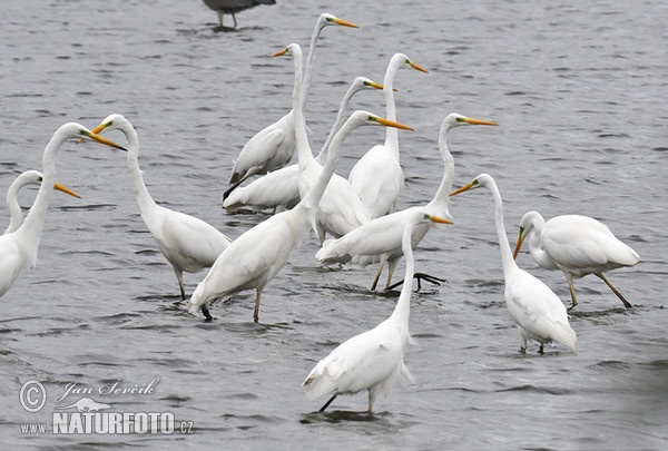 Silberreiher (Casmerodius albus)