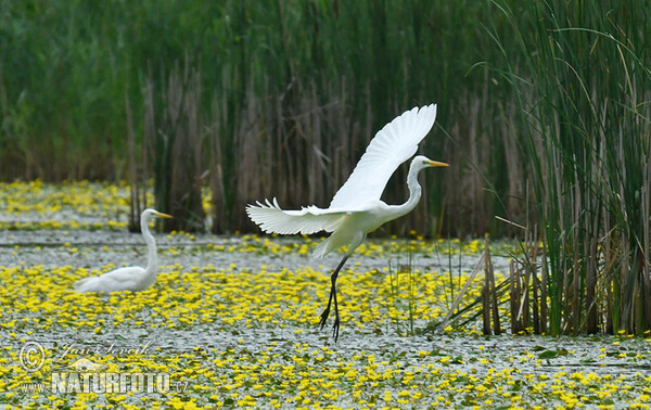 Silberreiher (Casmerodius albus)