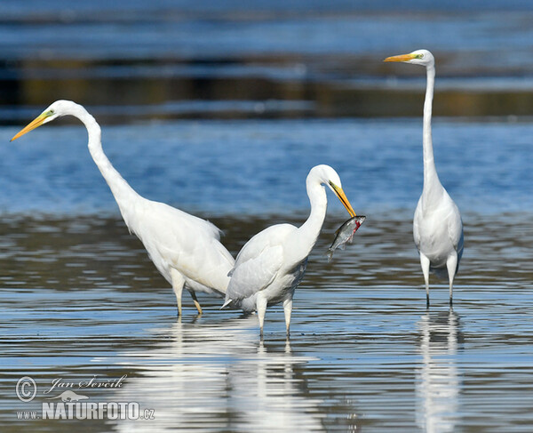 Silberreiher (Casmerodius albus)