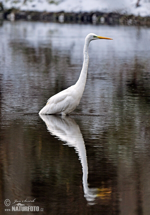 Silberreiher (Casmerodius albus)