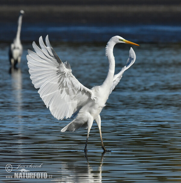 Silberreiher (Casmerodius albus)