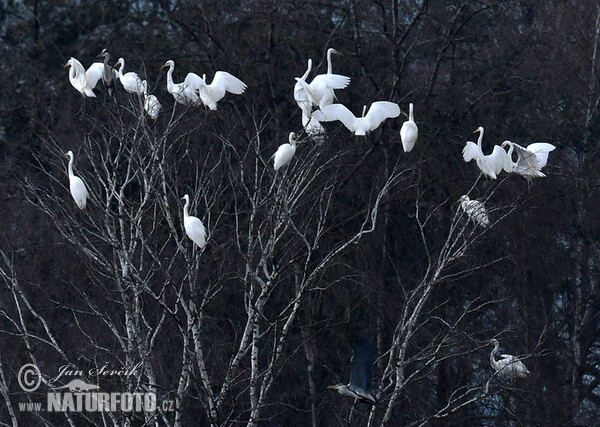 Silberreiher (Casmerodius albus)