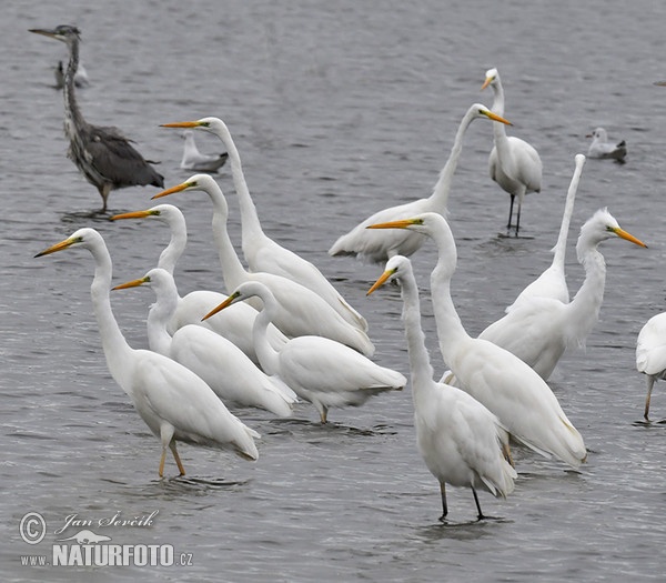 Silberreiher (Casmerodius albus)