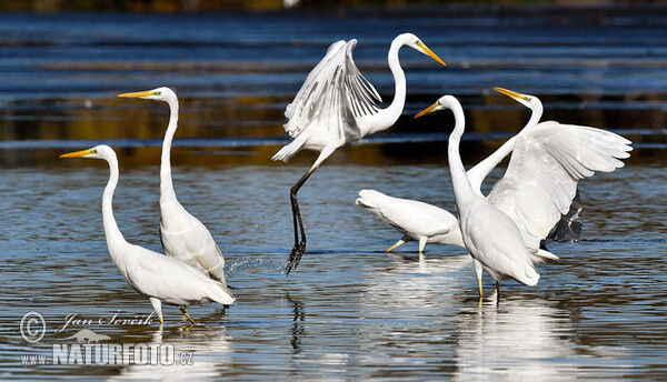 Silberreiher (Casmerodius albus)