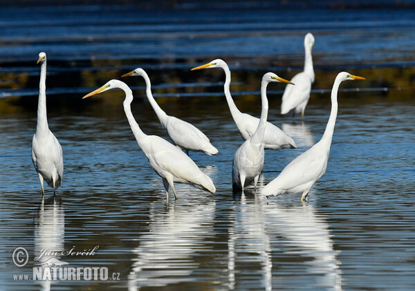 Silberreiher (Casmerodius albus)