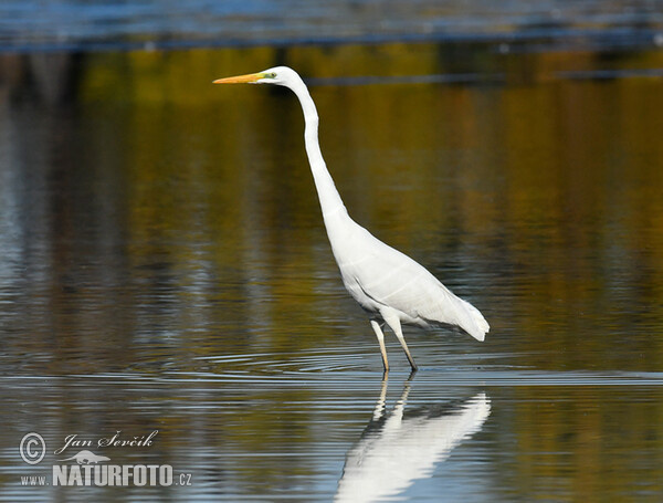 Silberreiher (Casmerodius albus)