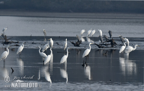 Silberreiher (Casmerodius albus)