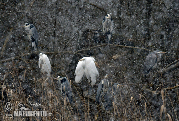 Silberreiher (Casmerodius albus)