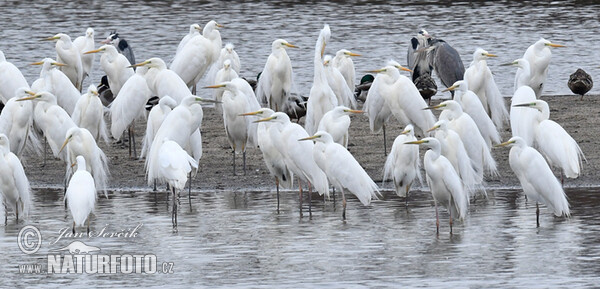 Silberreiher (Casmerodius albus)