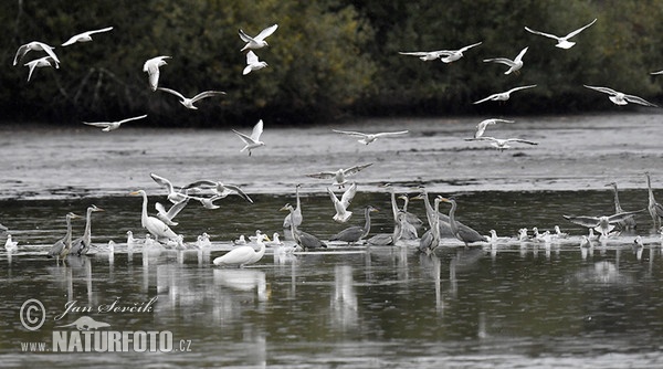 Silberreiher (Casmerodius albus)