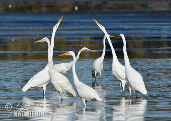 Silberreiher (Casmerodius albus)