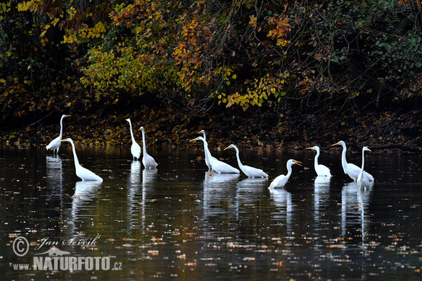 Silberreiher (Casmerodius albus)