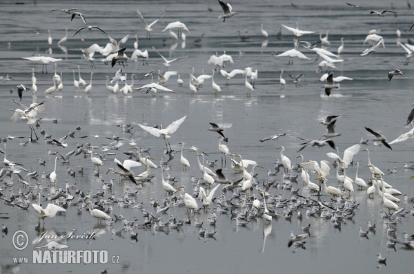 Silberreiher (Casmerodius albus)