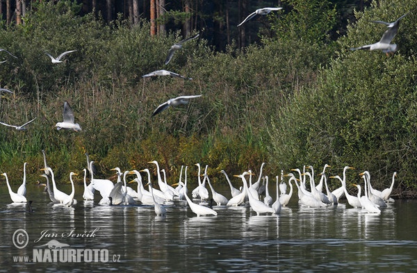 Silberreiher (Casmerodius albus)