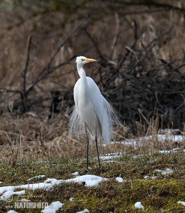 Silberreiher (Casmerodius albus)