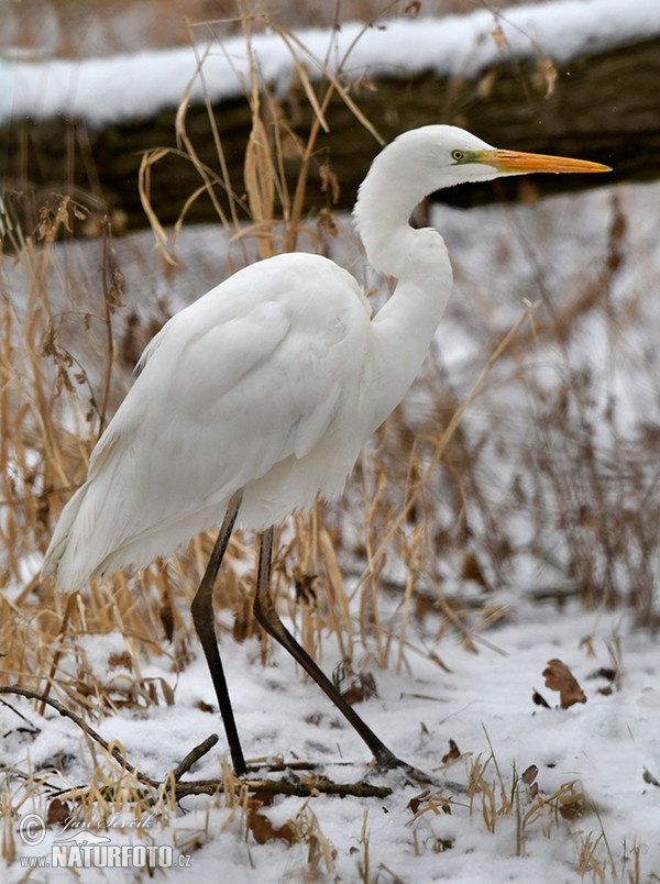 Silberreiher (Casmerodius albus)