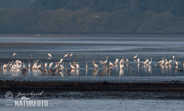 Silberreiher (Casmerodius albus)