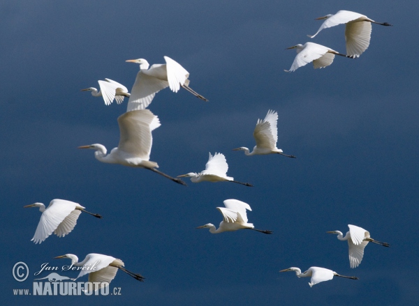 Silberreiher (Casmerodius albus)