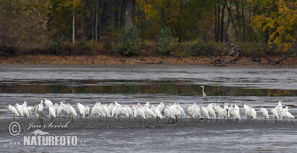 Silberreiher (Casmerodius albus)