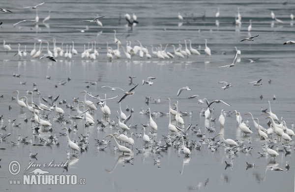 Silberreiher (Casmerodius albus)