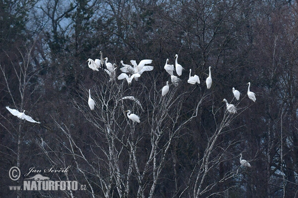 Silberreiher (Casmerodius albus)