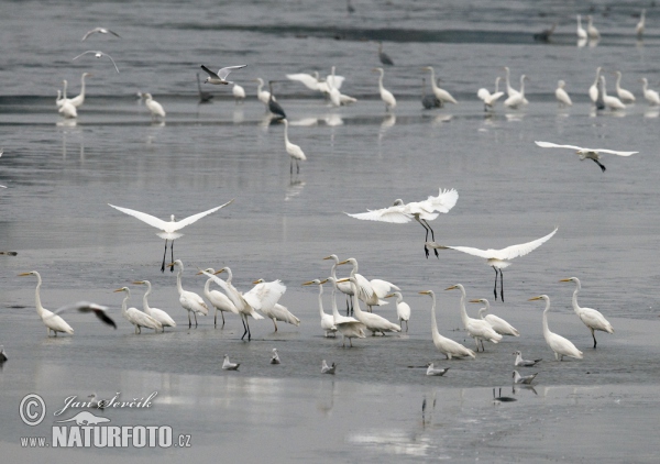 Silberreiher (Casmerodius albus)