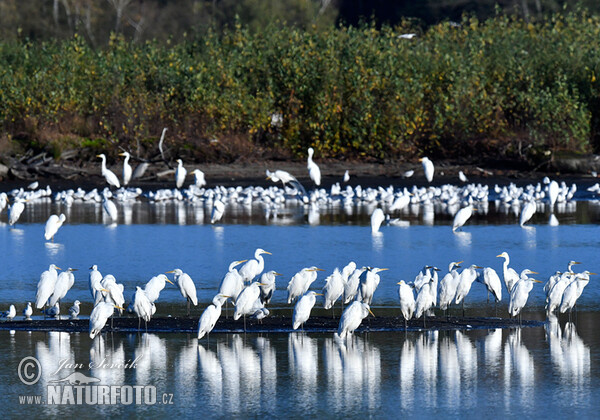 Silberreiher (Casmerodius albus)