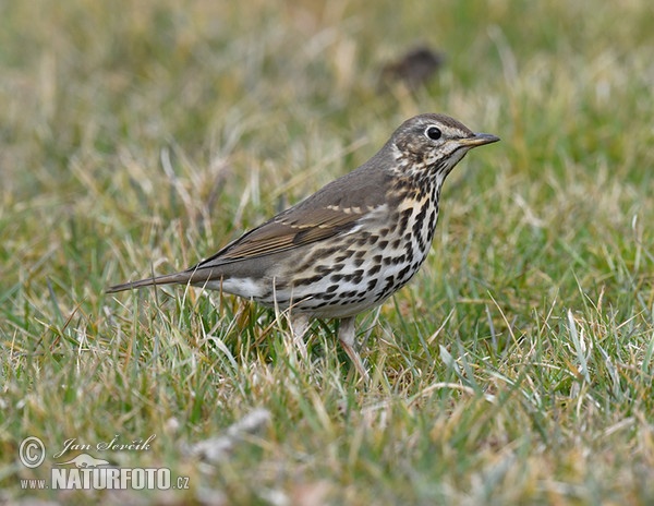 Singdrossel (Turdus philomelos)