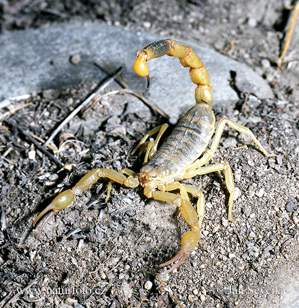 Skorpion (Mesobuthus caucasicus)