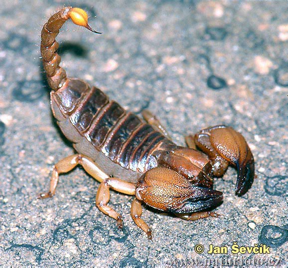 Skorpion (Opistophthalmus sp.)