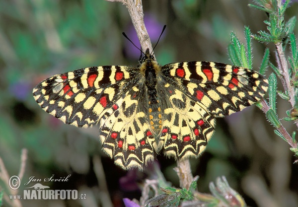 Spanischer Osterluzeifalter (Zerynthia rumina)