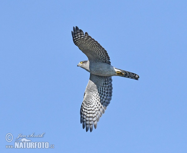 Sperber (Accipiter nisus)