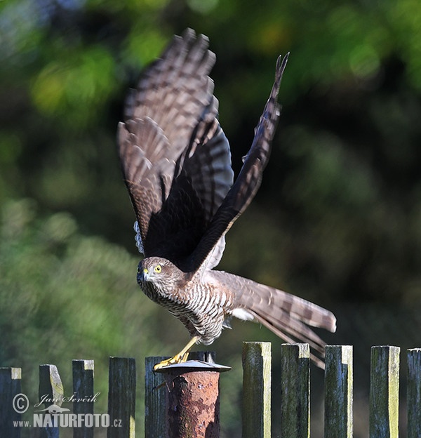 Sperber (Accipiter nisus)