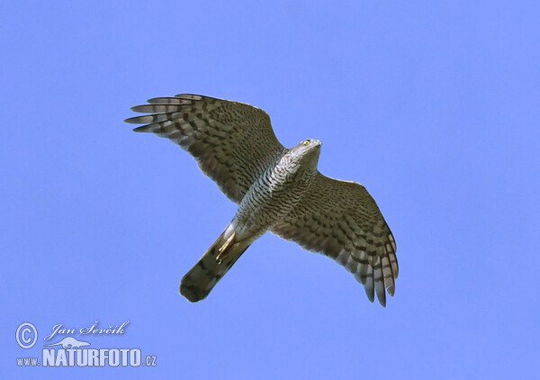 Sperber (Accipiter nisus)