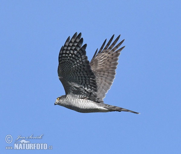 Sperber (Accipiter nisus)