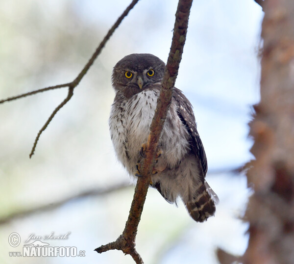 Sperlingskauz (Glaucidium passerinum)