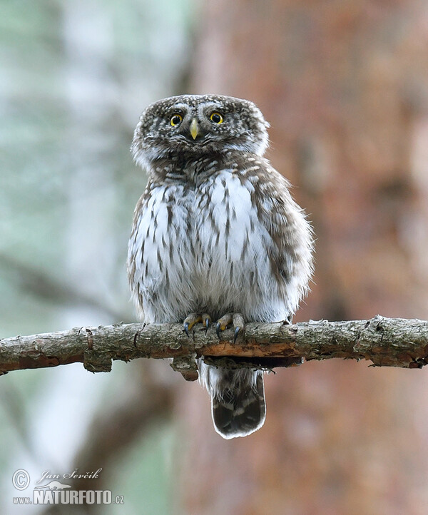 Sperlingskauz (Glaucidium passerinum)