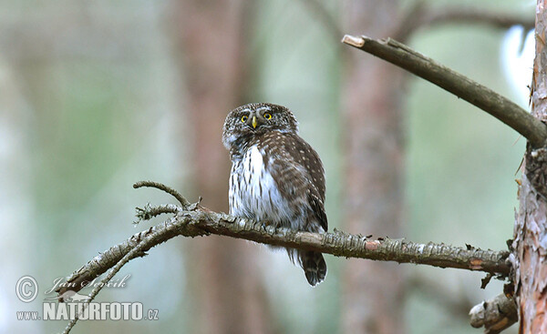 Sperlingskauz (Glaucidium passerinum)