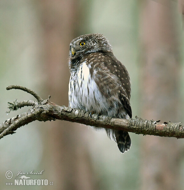 Sperlingskauz (Glaucidium passerinum)