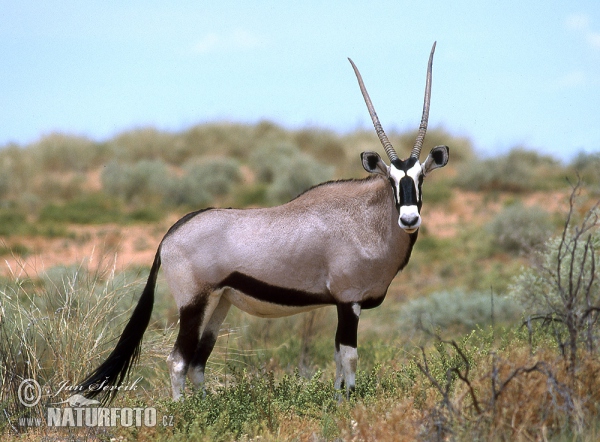 Spiessbock (Oryx gazella gazella)
