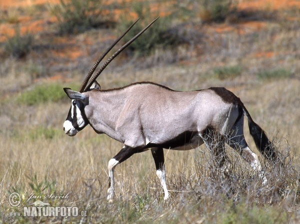 Spiessbock (Oryx gazella gazella)