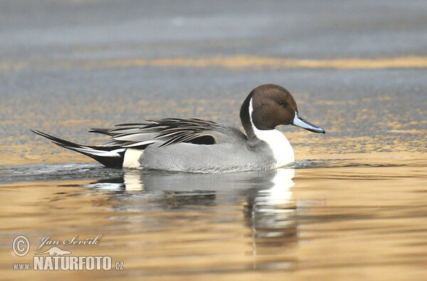 Spiessente (Anas acuta)