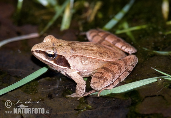 Springfrosch (Rana dalmatina)