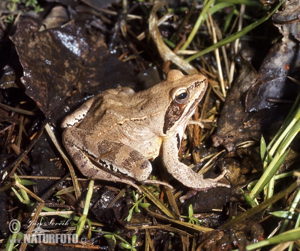 Springfrosch (Rana dalmatina)