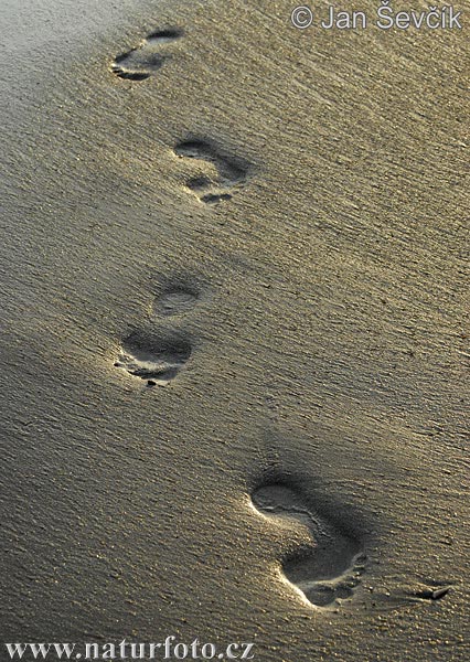 Spuren im Sand (Footprints)
