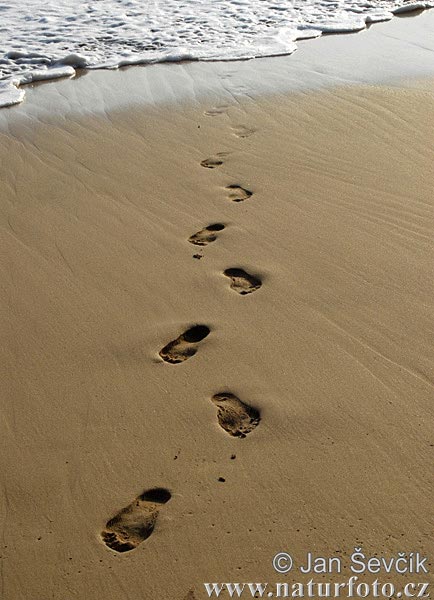 Spuren im Sand (Footprints)
