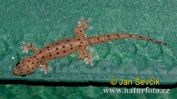 Sri Lanka Haus Gecko (Gehyra mutilata)
