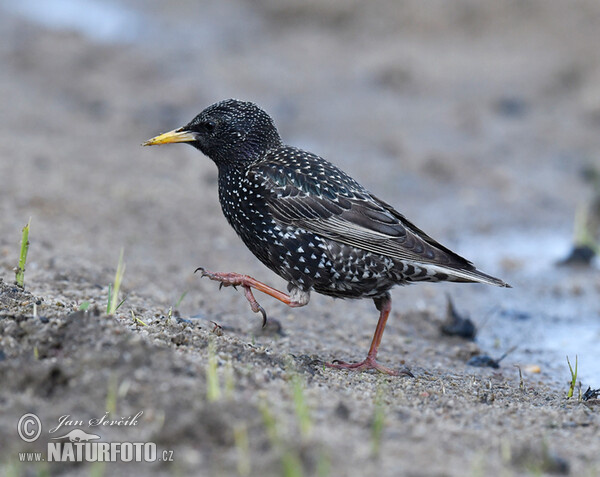 Star (Sturnus vulgaris)