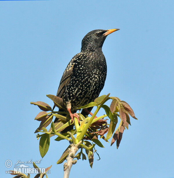 Star (Sturnus vulgaris)